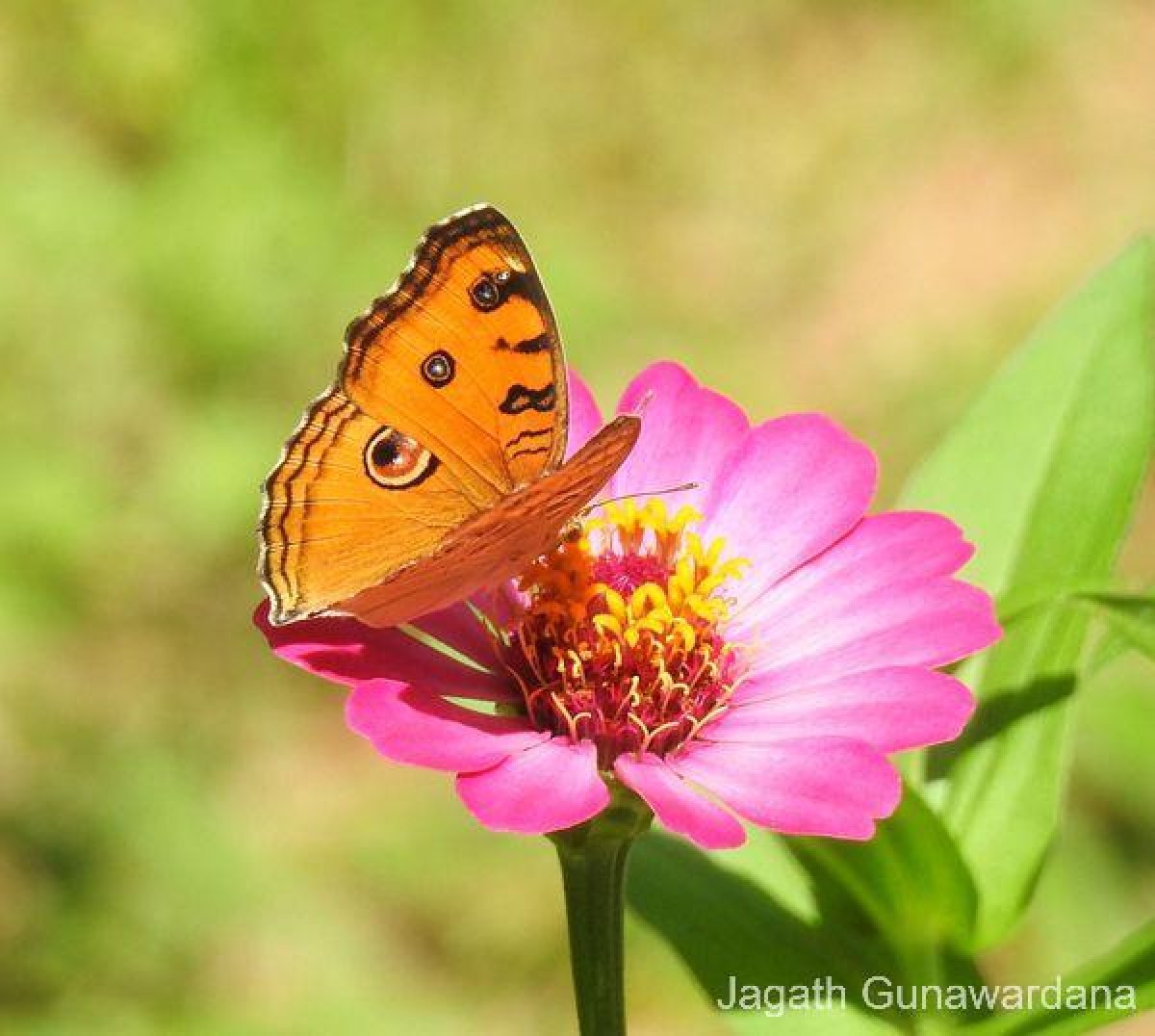 Junonia almana Linnaeus, 1758